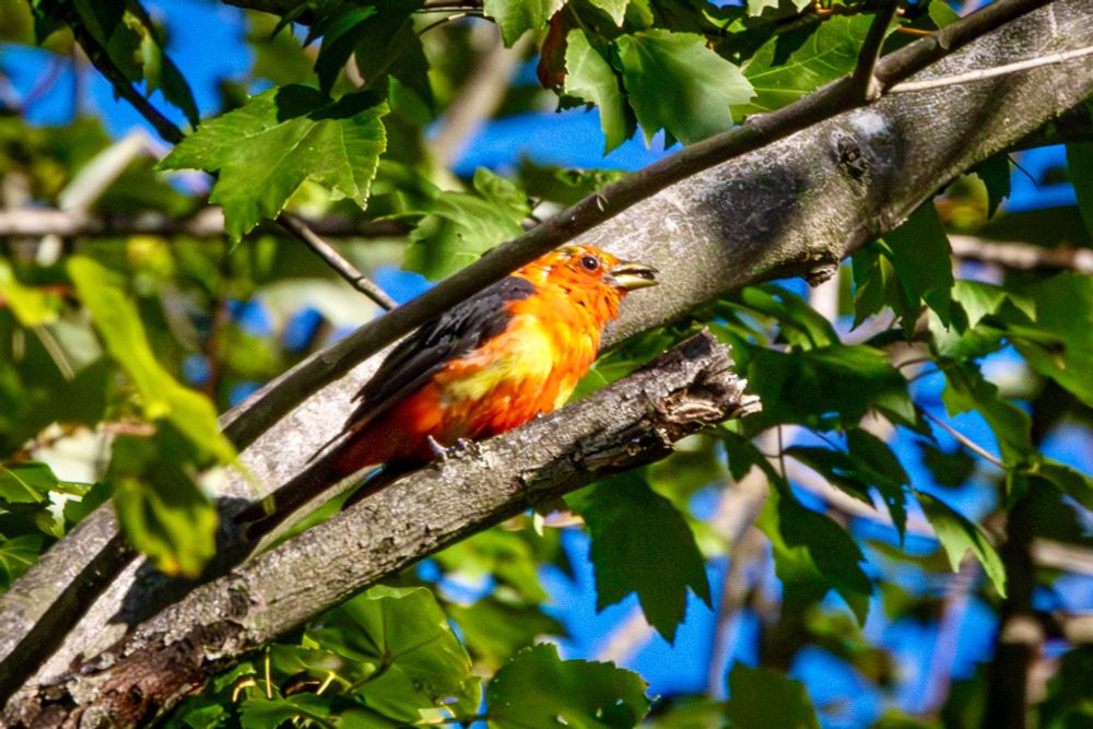 A male scarlet tanager sits on a tree branch, a see in its beak. The birds wings are black and the body and head are mostly an orangish red, and there are a couple of yellow patches on its body.