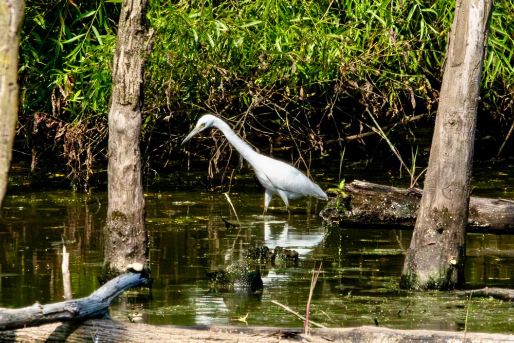 Little blue heron treading in water. 