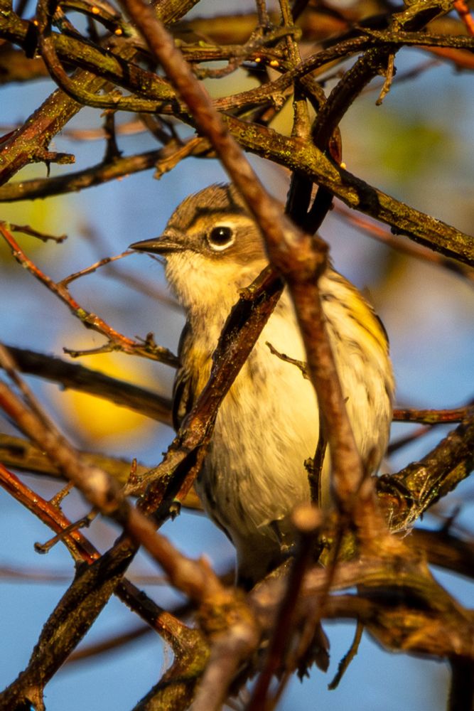 Yellow-rumped warbler peering out from tree branches.