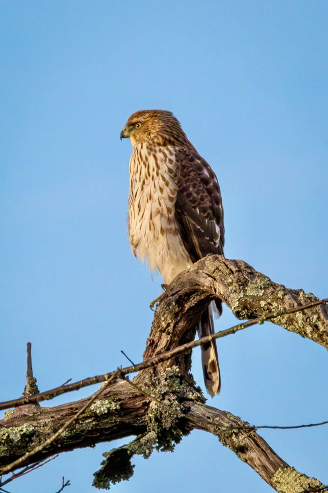 Cooper’s hawk perched in profile on a thick tree branch. 