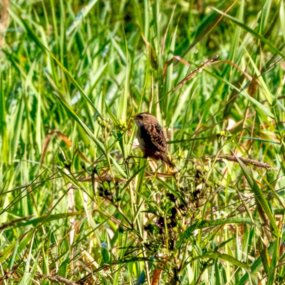 Sedge wren perched on a stalk of grass. 