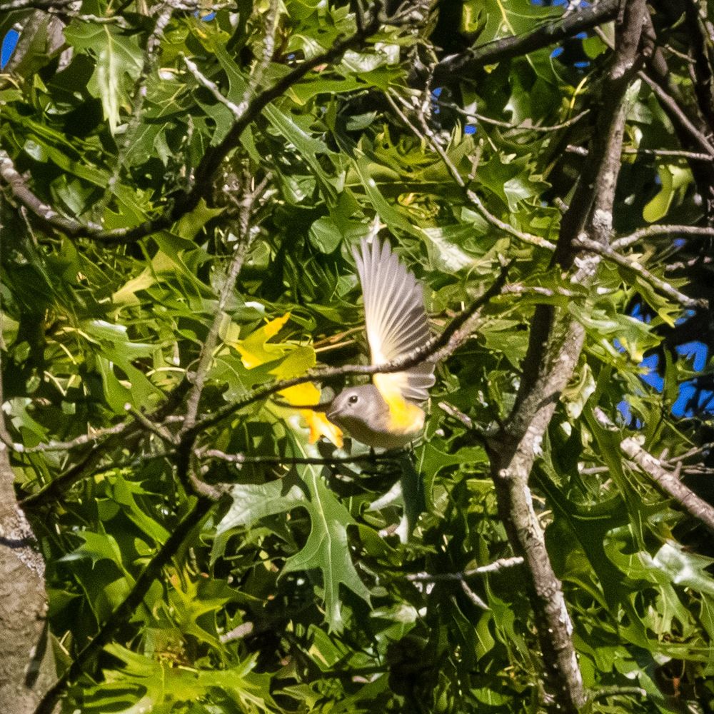 A female American redstart, with a gray head and yellow body, flies out of a tree. 