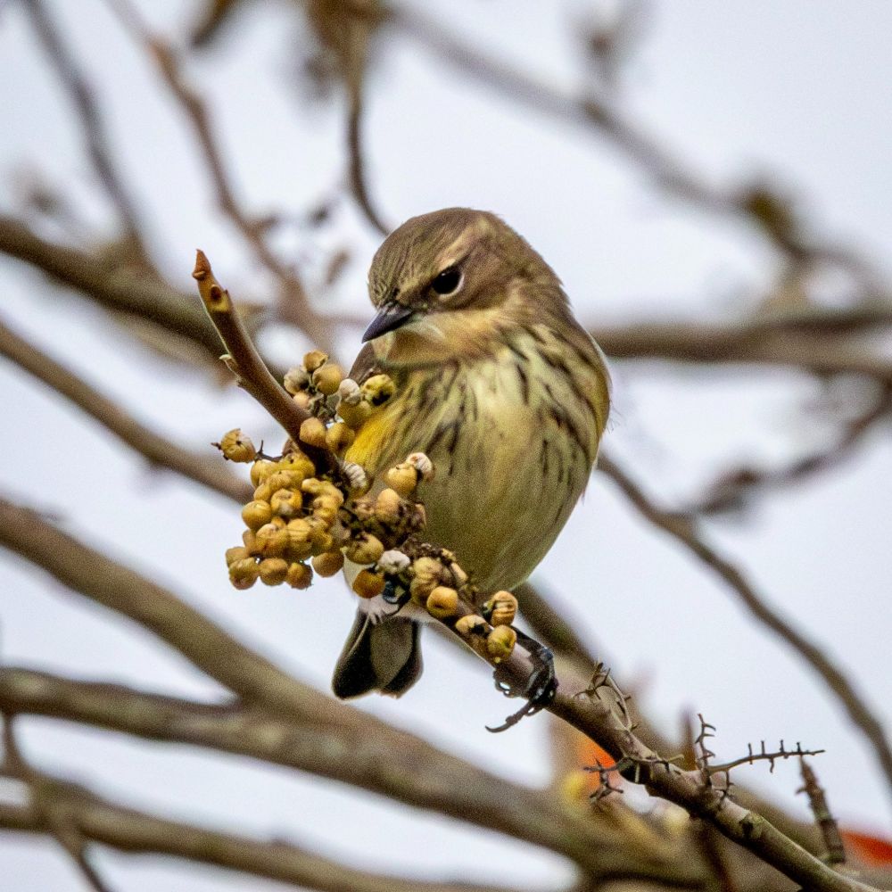 A yellow-rumped warbler perched on a branch looks down at a cluster of tan berries.