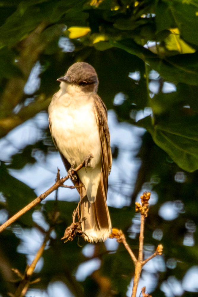 Eastern kingbird cocks its head while sitting on a tree branch. 