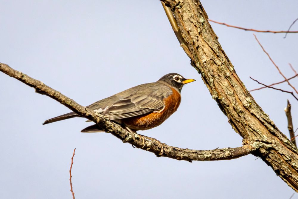 American robin perched, in profile, on a tree branch. Cloudless blue sky in background.