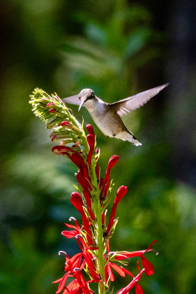 A ruby-throated hummingbird hovers above a stalk of cardinal flowers with brilliant red blossoms.