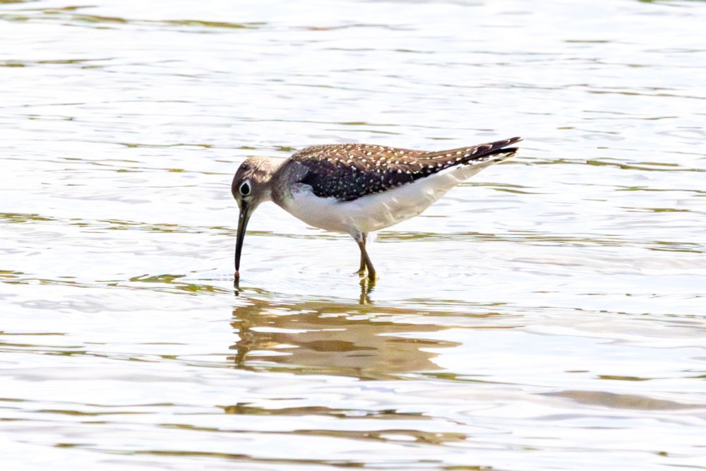 A solitary sandpiper dips its curved beak into the lake water.