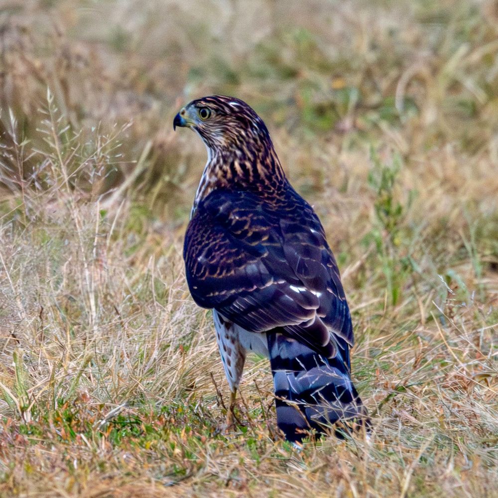 A Cooper's hawk stands, its back to the photographer, and looks to its left while standing in grass along a park trail.