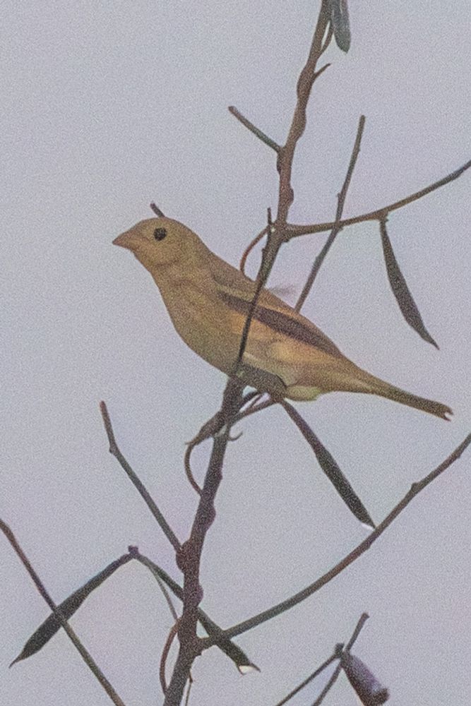 In fog, a female indigo bunting clings to a bare branch. She’s mostly yellow, with greenish wings at her side. 