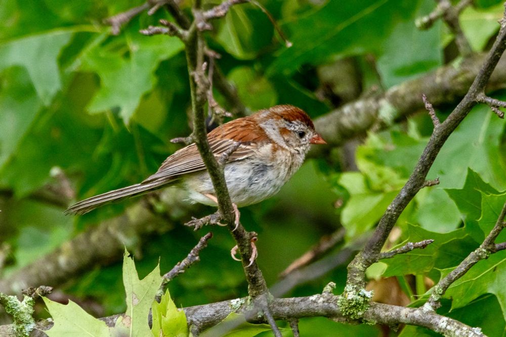 Field sparrow perched on a tree branch, with green leaves behind it.