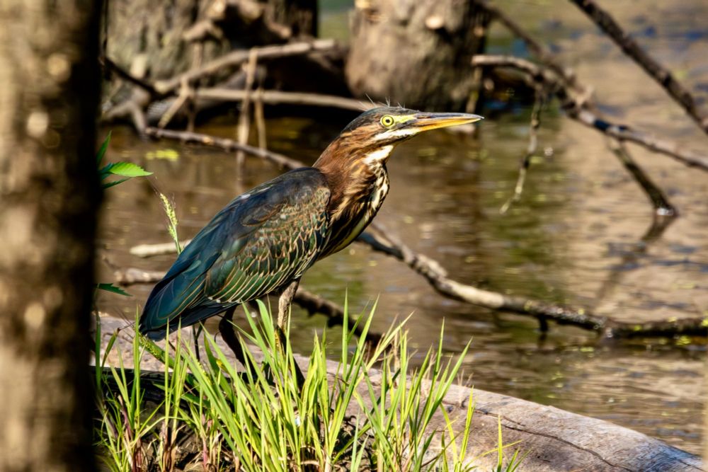 A green heron, feet obscured by tall green grasses, perches in profile on a downed log in a swamp. Its yellow eye and green feathers are lit by the sun.