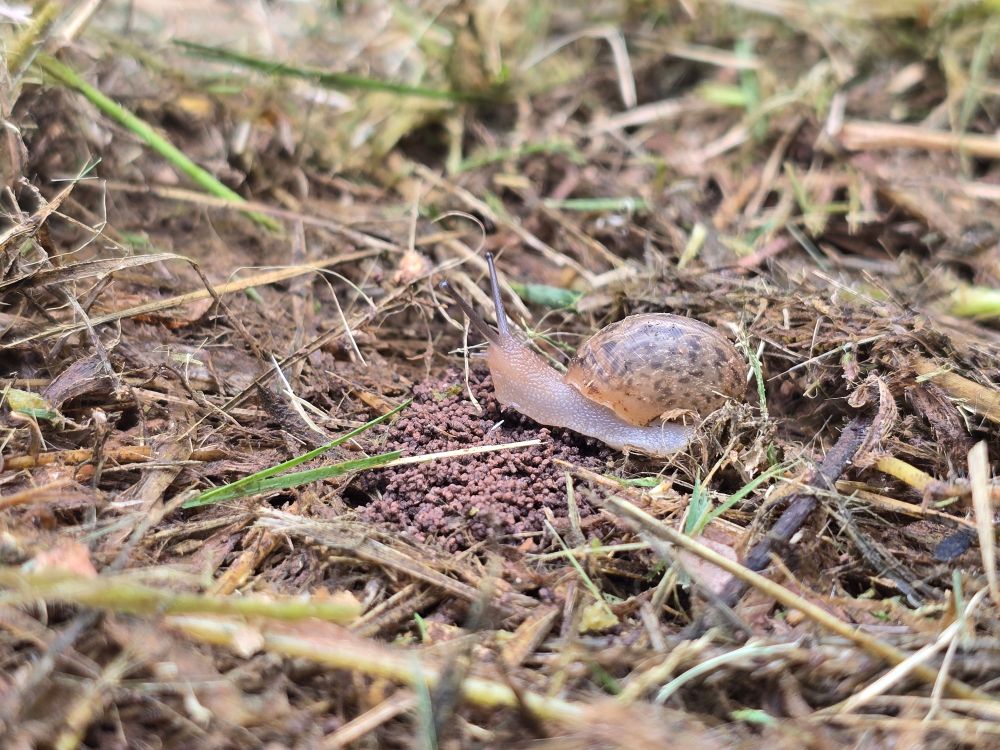 Small snail crawling along the ground. 
