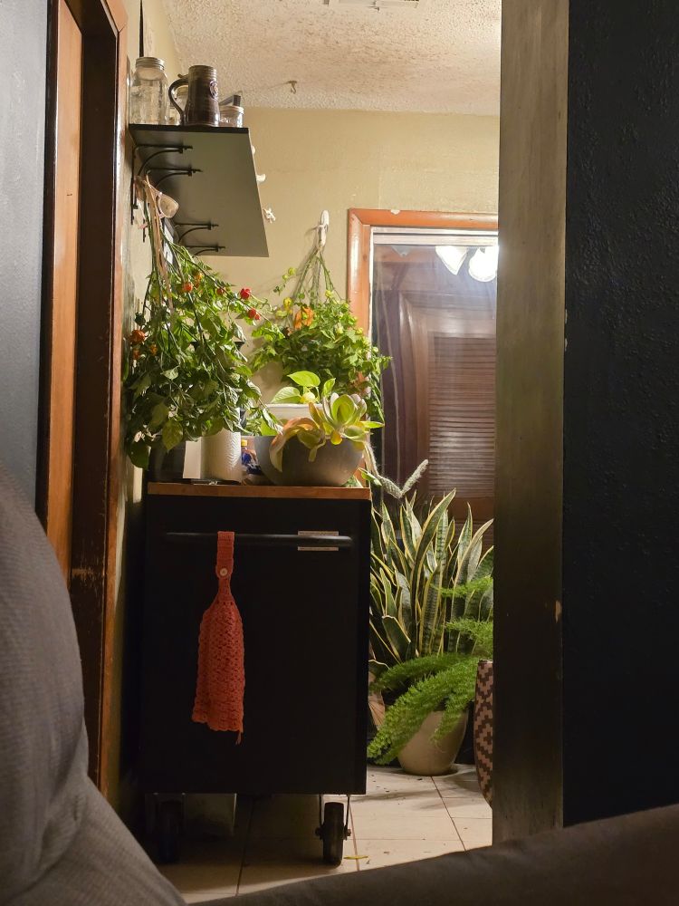 Many different types of plants on a kitchen floor and on a shelf in a kitchen. The plants were brought into the house before the temperature dropped below freezing. 