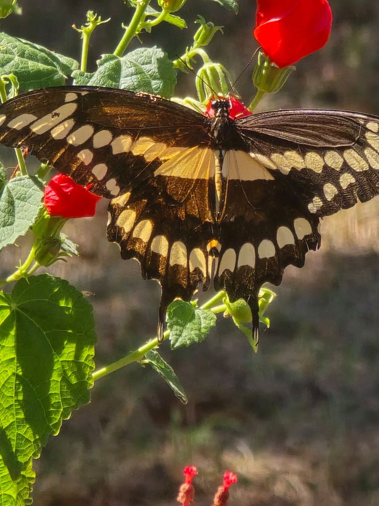 Brown and yellow Butterfly utterfly resting on a Turks Cap flower. 