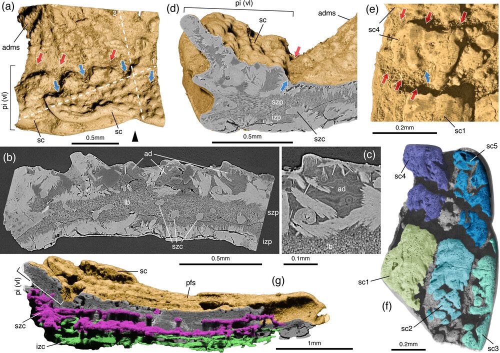 Images of growth of the bony plate of an early shark relative.