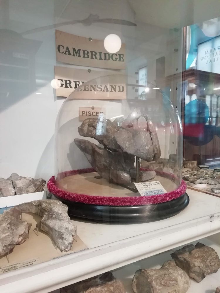 A photograph of the fossilised toothplates of the Cretaceous of the UK. Displayed in a glass dome in an old-style museum exhibit.