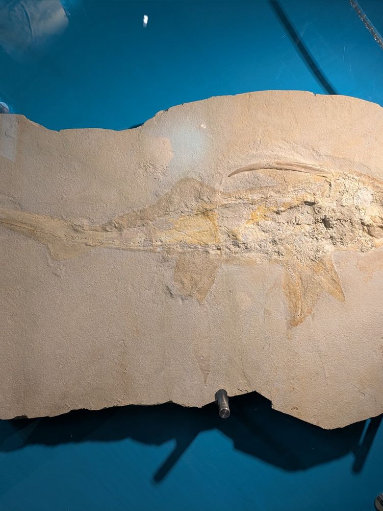 A fossil elephant shark in sand-coloured rock
