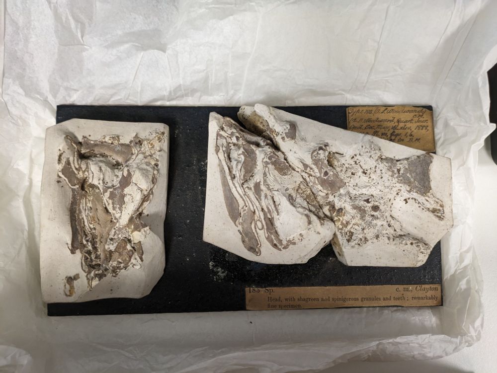 Bisected angel shark head in chalk