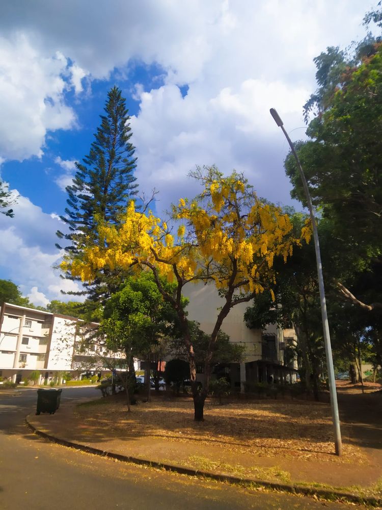 foto de árvore chuva-de-ouro ou cássia-imperial florida (com belos cachos amarelos pendentes) em esquina curva, com outras árvores ao fundo (destaque para um pinheiro) e prédio, sob céu com muitas nuvens