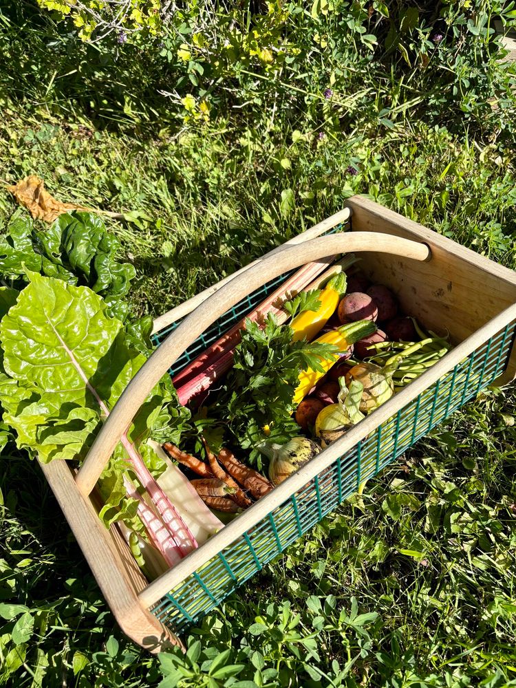 A wooden/metal garden basket holds a variety of garden veggies - Swiss chard, rhubarb, carrots, parsley, onions, snow peas, zucchini, beans, potatoes.