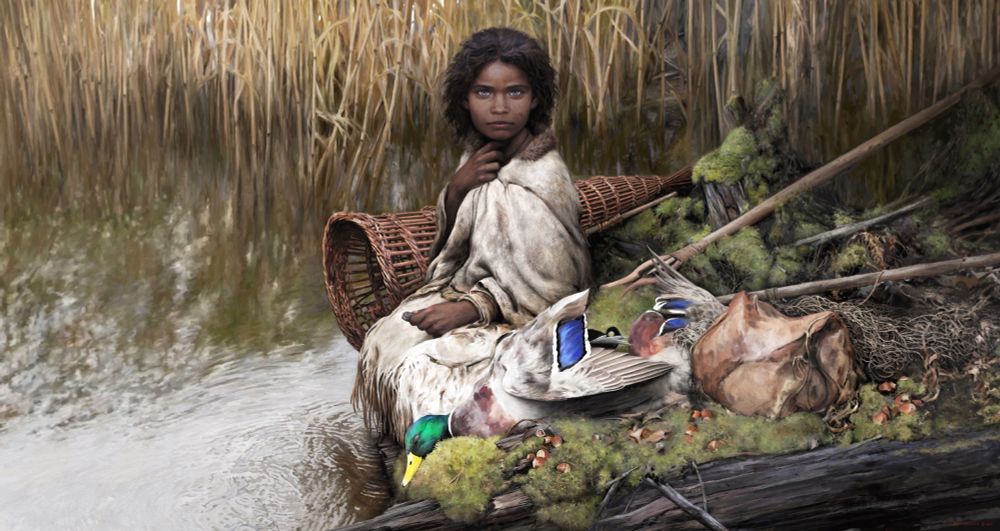 A blue eyed, brown skinned Stone Age girl sitting by the water surrounded by fishing equipment, mallard ducks and hazelnuts, in what is now Denmark. She is holding a piece of birch pitch gum in her hand. From the ancient gum researchers were able to find DNA from the person who had chewed it, and even from the food she had probably eaten shortly before.
