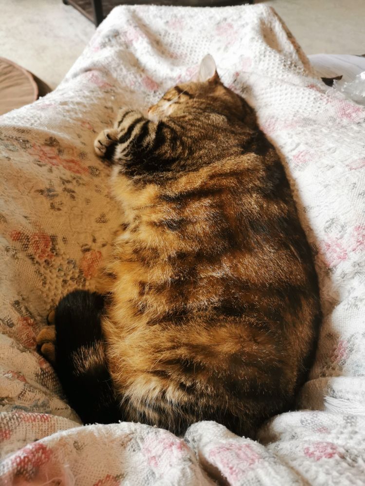Sleeping tabby cat on a blanket between my legs. 
