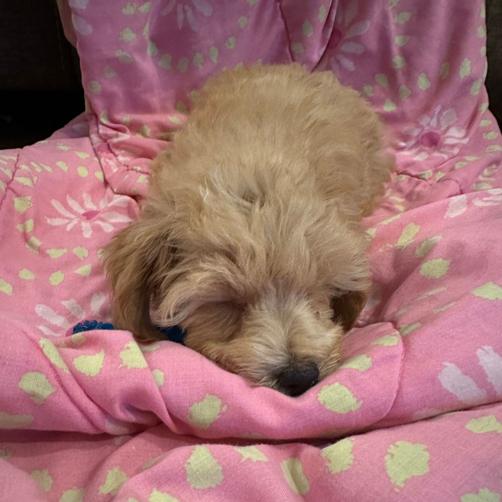 Apricot Maltipoo asleep on a pink blanket 