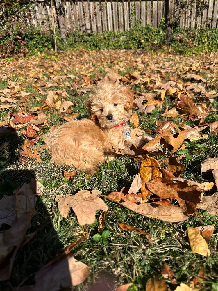 Picture of an apricot colored Maltipoo named Charlie surrounded by orange & brown fallen leaves. 