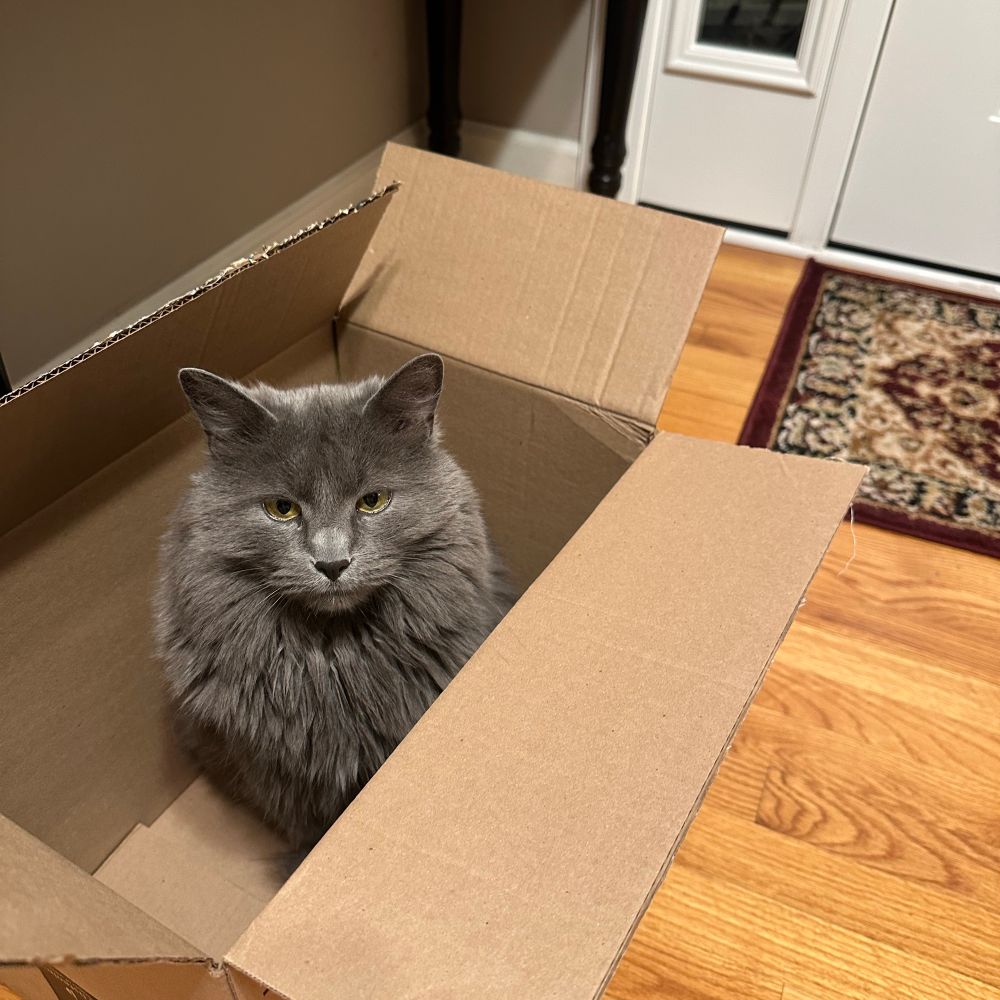 Gray cat named Ash in a cardboard box 