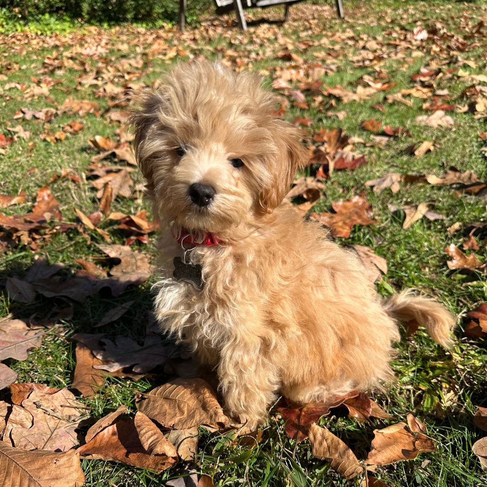 An apricot Maltipoo named Charlie in our backyard, surrounded by fall leaves that are pretty much the same color he is