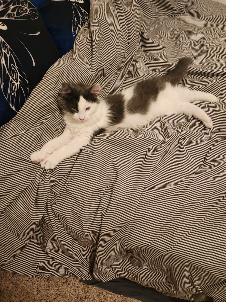 The new addition to our family! Everyone meet Winston Churchill (Church)