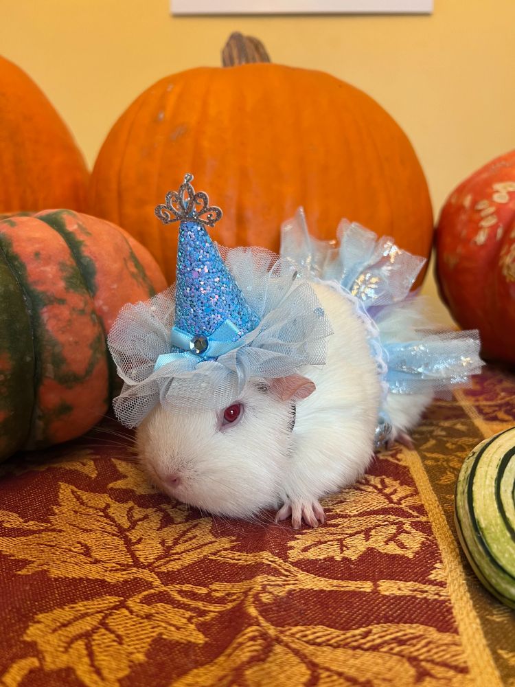 Red eyed white guinea pig in sparkly blue skirt with matching hat. Standing in front of pumpkins.