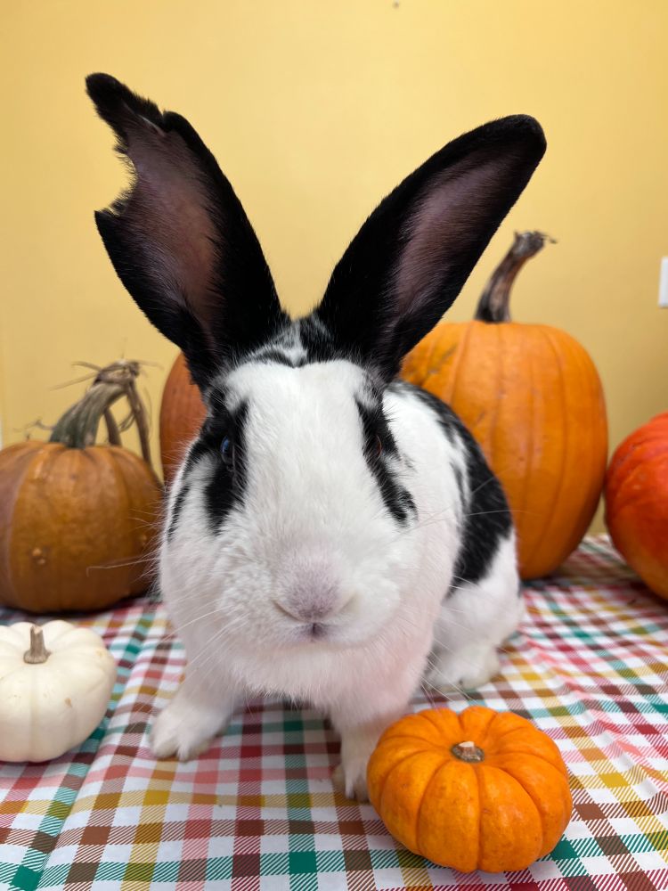 A large black and white rabbit sitting with pumpkins. He is missing parts of his right ear. 