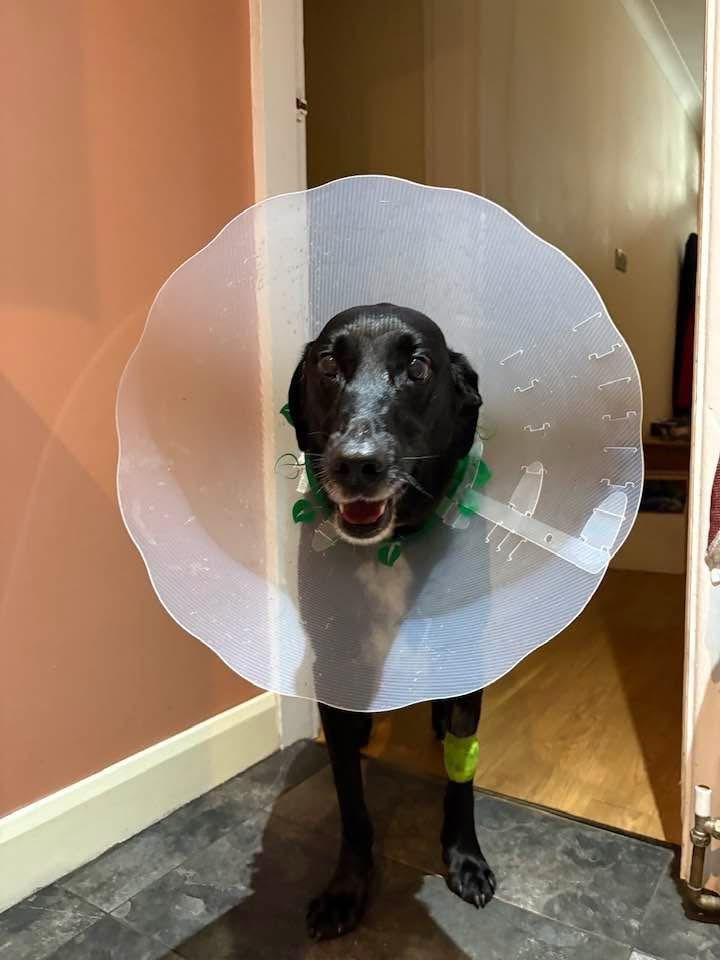 Hobart the dog in an enormous cone of shame. Lucky he is stoned.