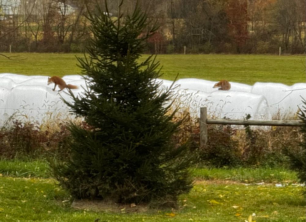Two red foxes on white plastic wrapped hay bales.