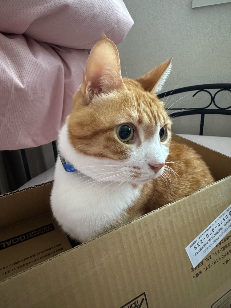 ダンボールに入る猫