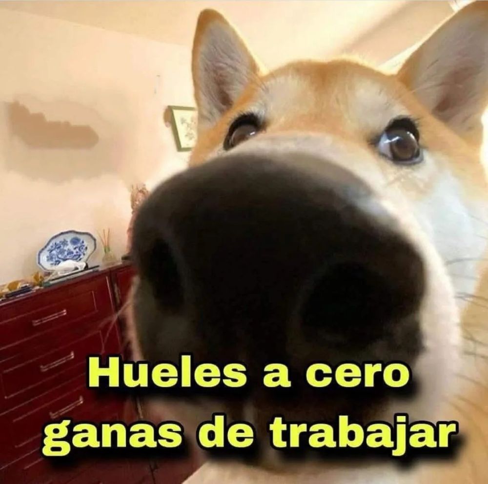 foto de un perro en vista ojo de pez, con foco en la nariz. El texto pone "Hueles a cero ganas de trabajar"