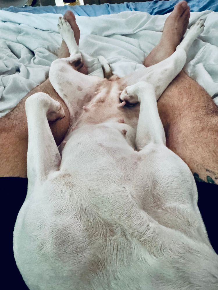 Two dogs, cuddling and gaming