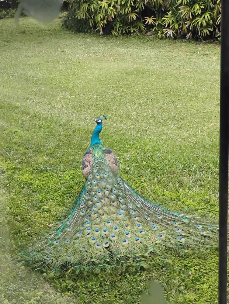 Photo of a peacock from the back with tail feathers down but still spread a bit