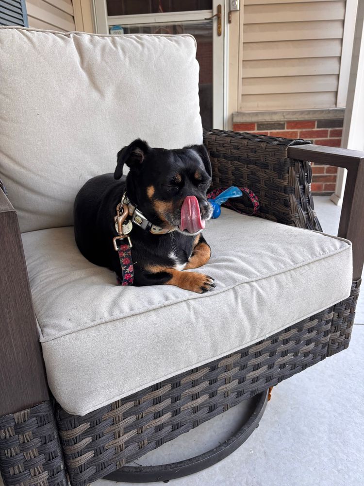 Charlie enjoying her nightly porch sit. Tongue fully out.