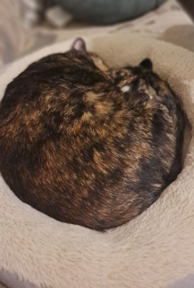 Sleeping tortie named Jennie
