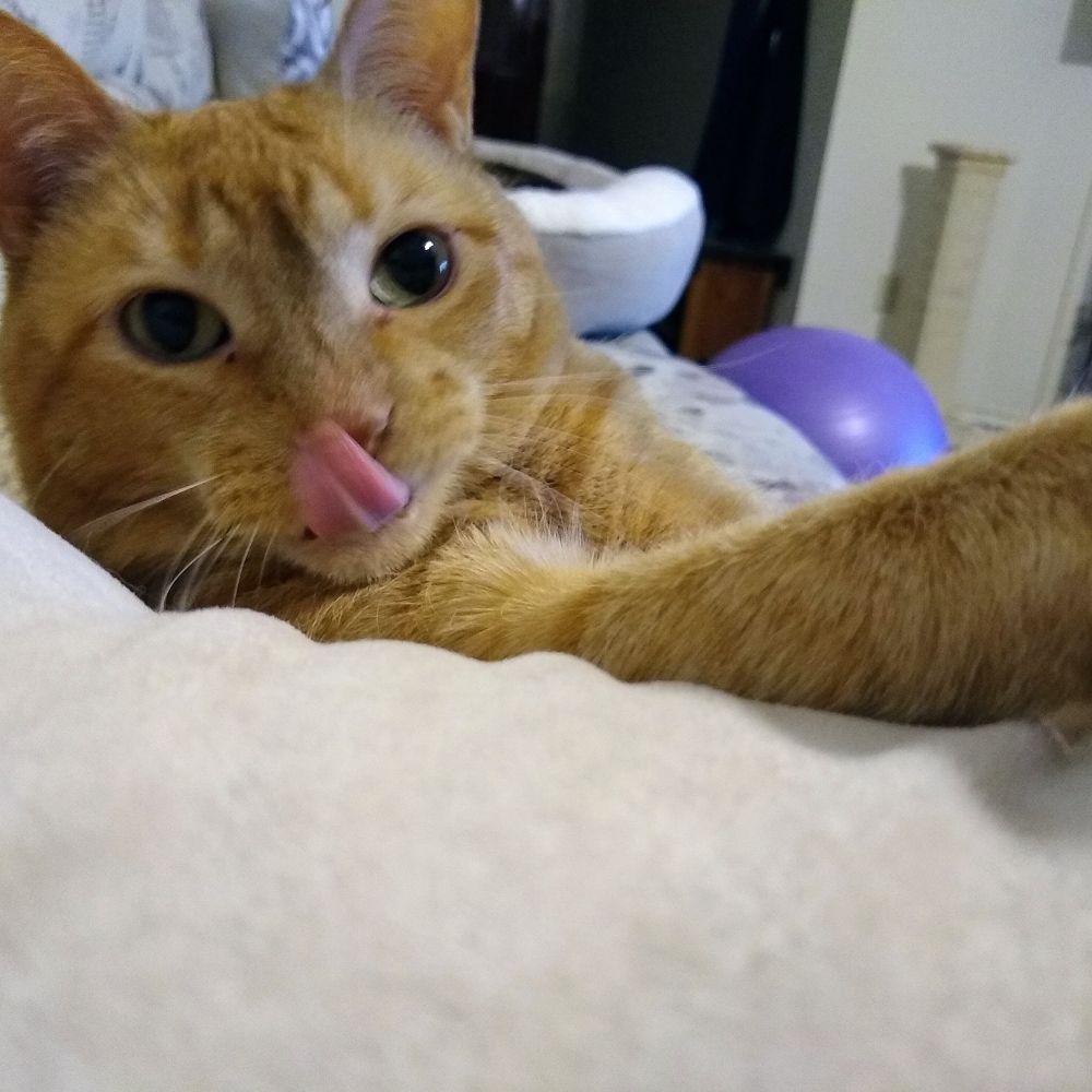 RIP Ms Joe (ginger beauty) caught in a candid moment.  