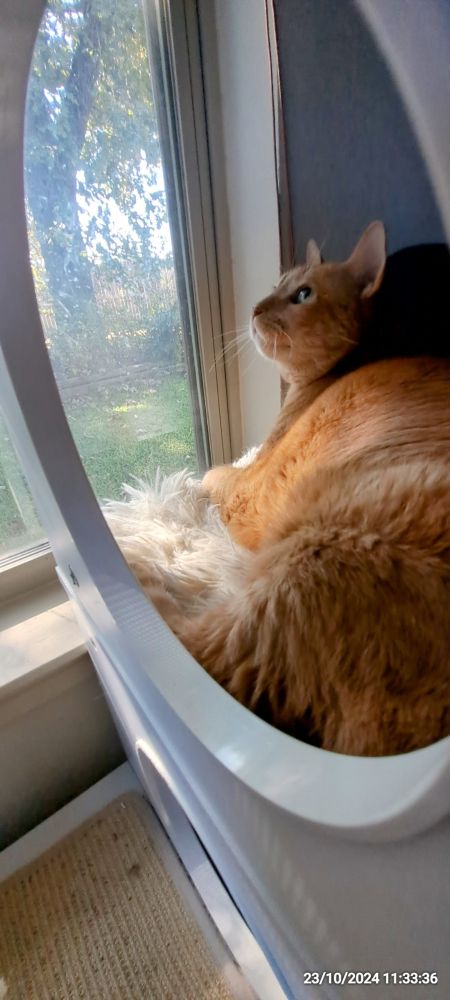 Ms Jo, ginger cat watching leaves fall
