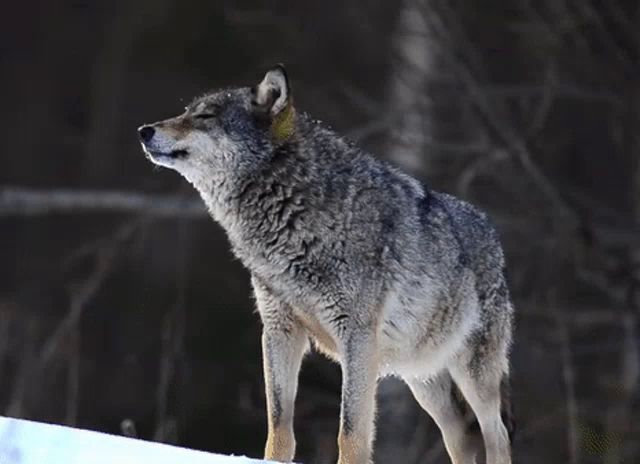 a wolf with a yellow tag on its ear is standing on a snowy hill