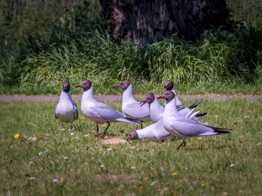 En nu is het de beurt aan de gesoigneerde dames en heren, allen leden van de bende van Nigel om het stukje pizza tot de laatste kruimel te verorberen. Op de achtergrond zie je vervaagd groen, gras en een deel van een boomstam. 