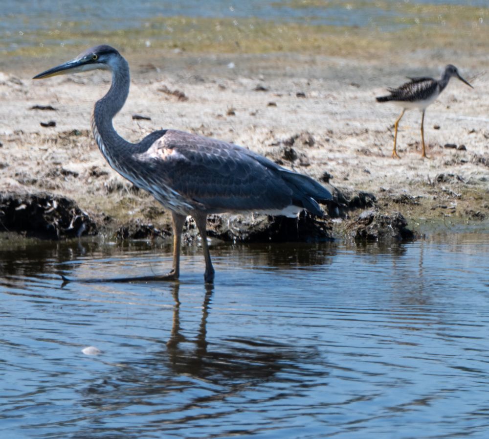 Great Blue Heron and greater yellowleg