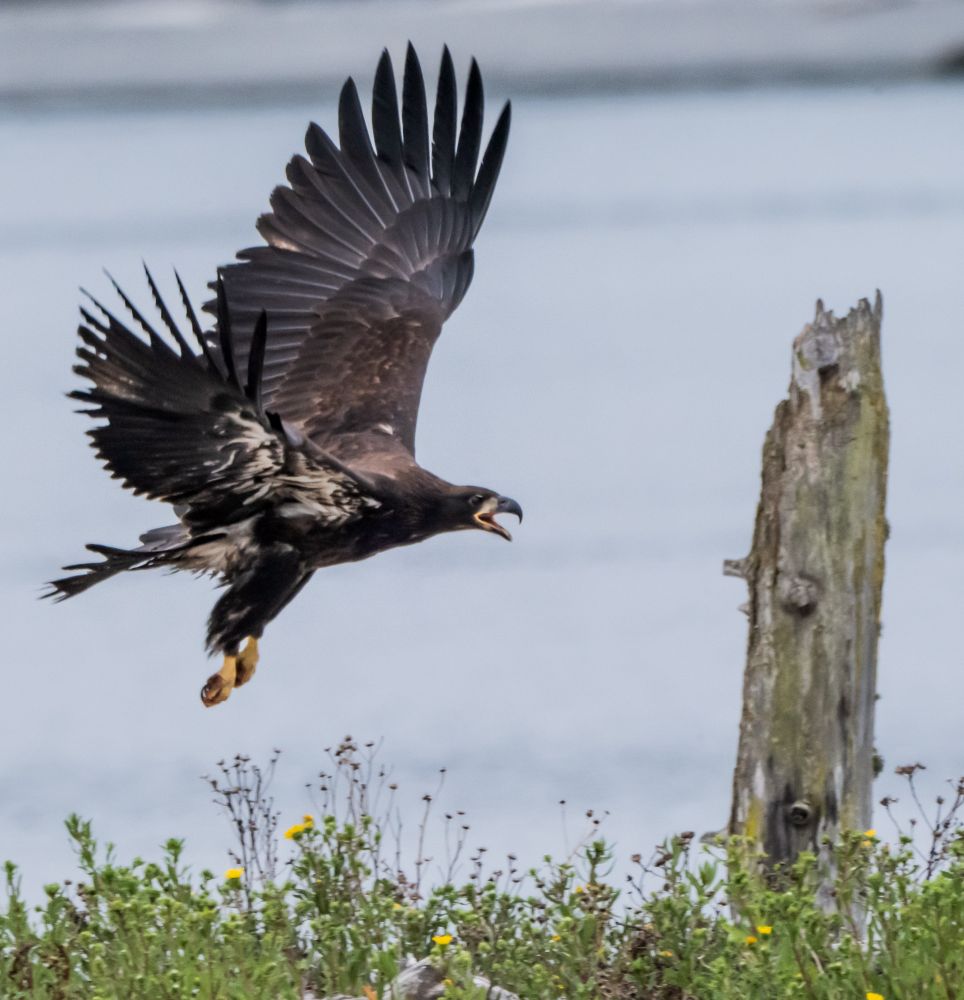 Bald Eagle 