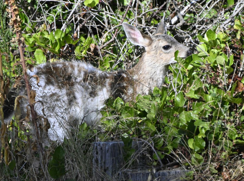 Piebald fawn