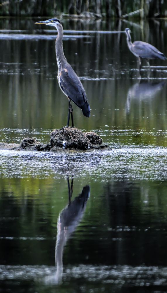 Great Blue heron