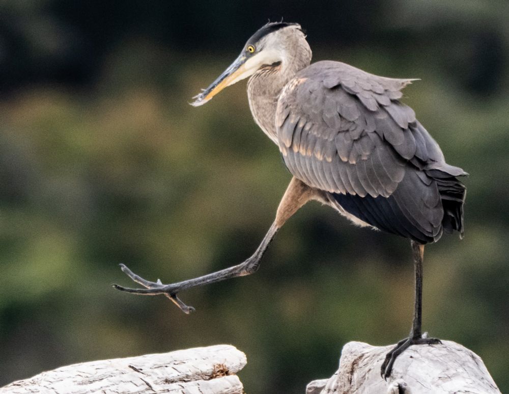 Great Blue heron